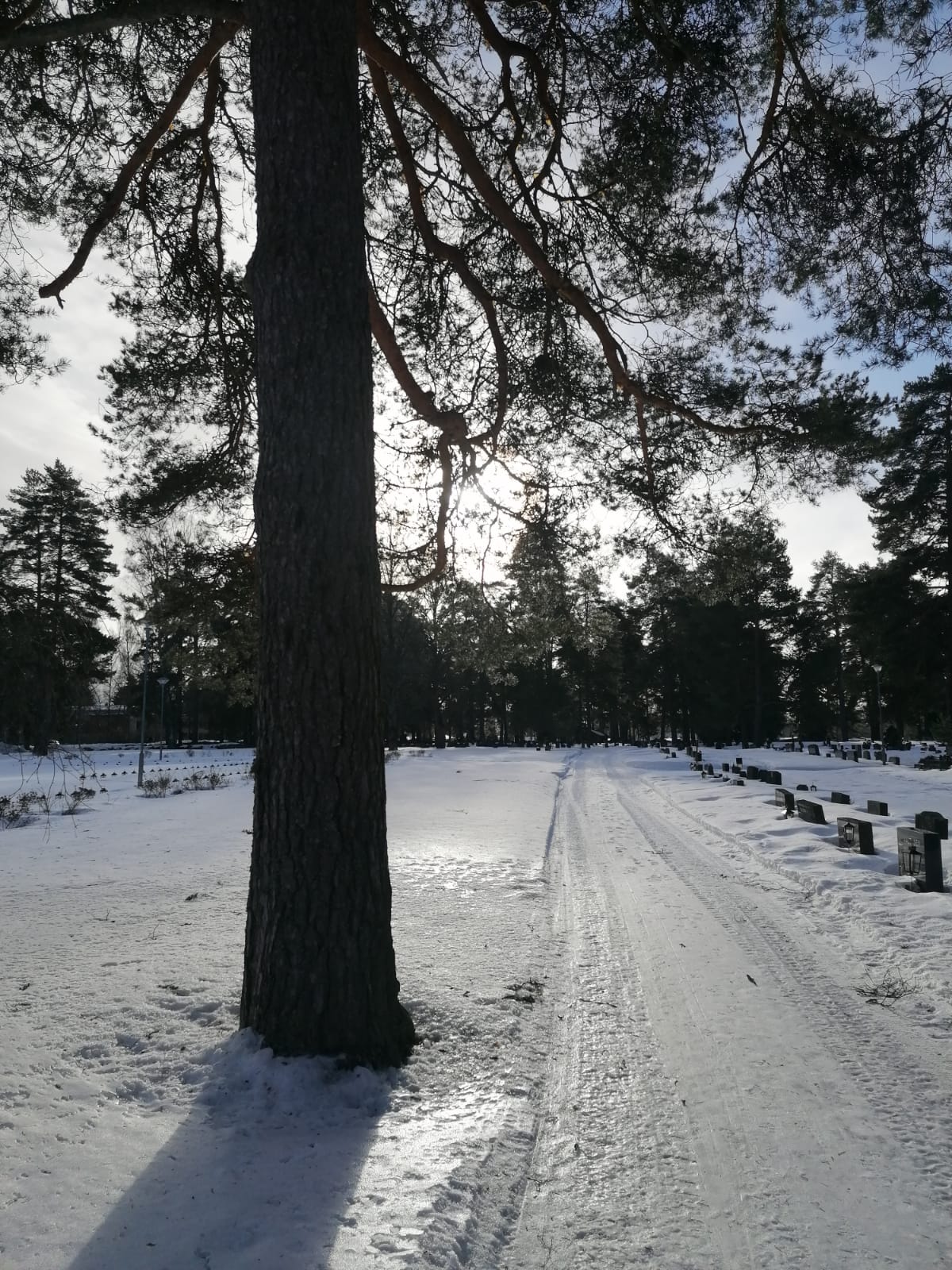 Luminen hautausmaa. Puu käytävän vieressä.