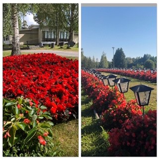 Vas: Paljon punaisia kukkia laatikoissa Hartolan srk-talon edessä. Oik: Kaksi punaista pitkää kukkarivistöä